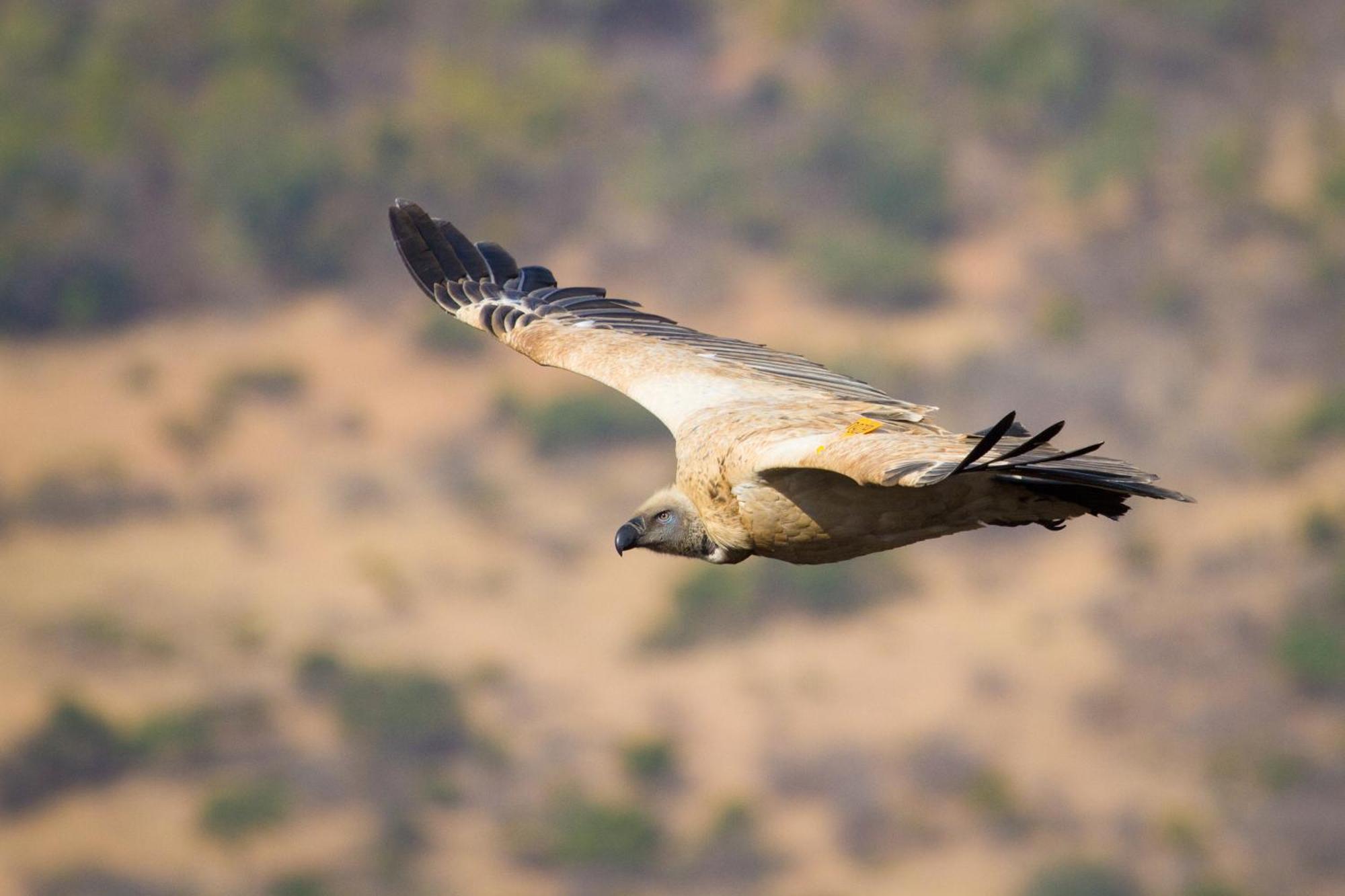 Cape Vulture Lodge 侯斯普瑞特 外观 照片